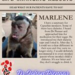 Capuchin